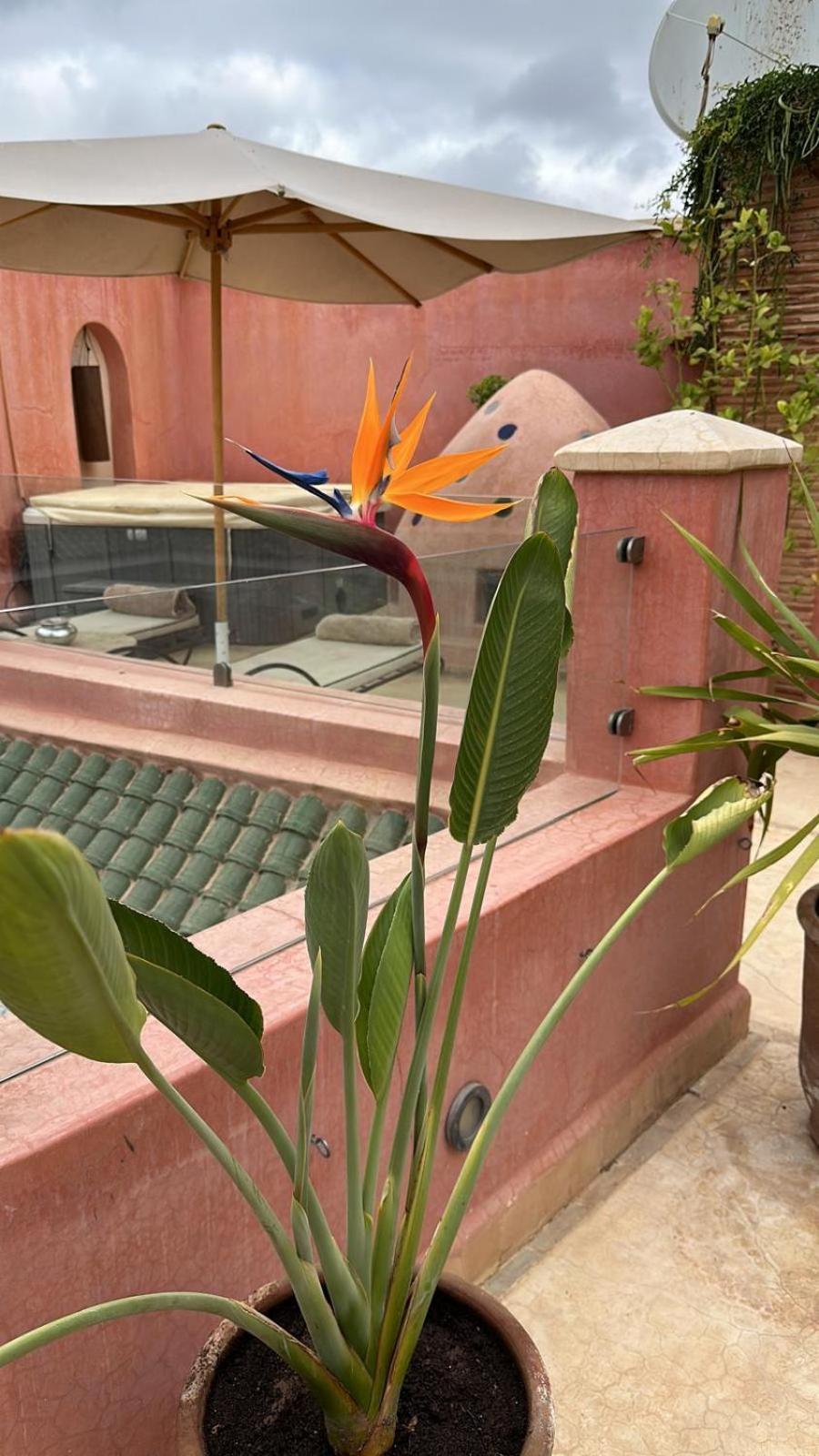 Riad Dar