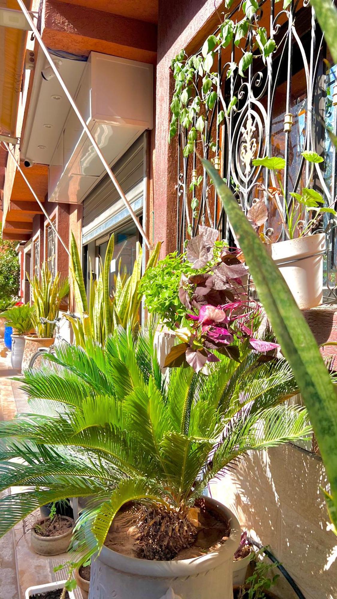 Appartement Cycas Family Aparts -only Family Marrakesh