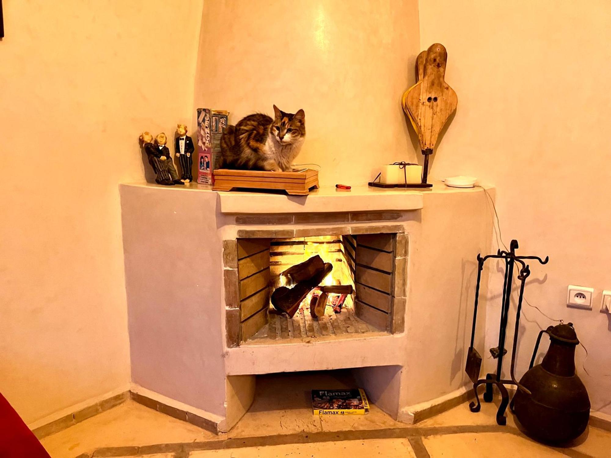 Chameleon Riad