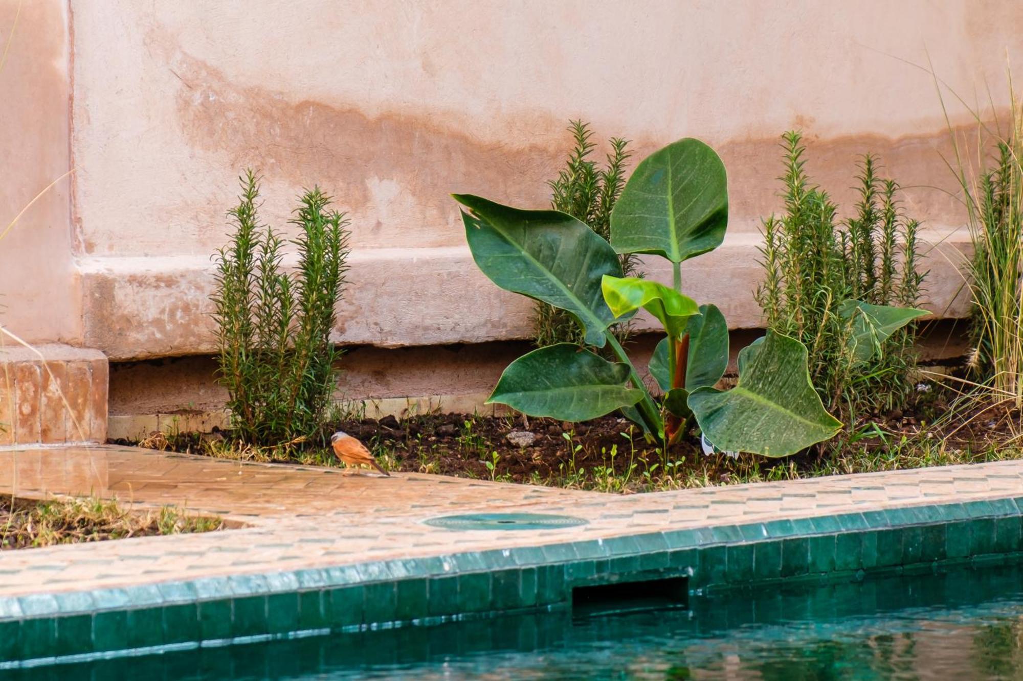Rare 29 Exclusif Swiming Pool And Breakfast * Marraquexe