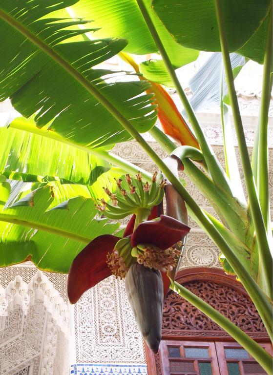 Jardin Secret