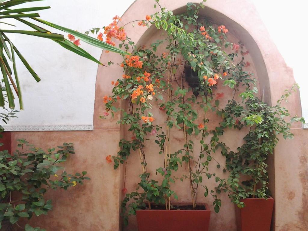 Dar Ganou Guest house