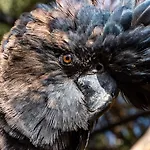 La Perle Aux Oiseaux Marrakech