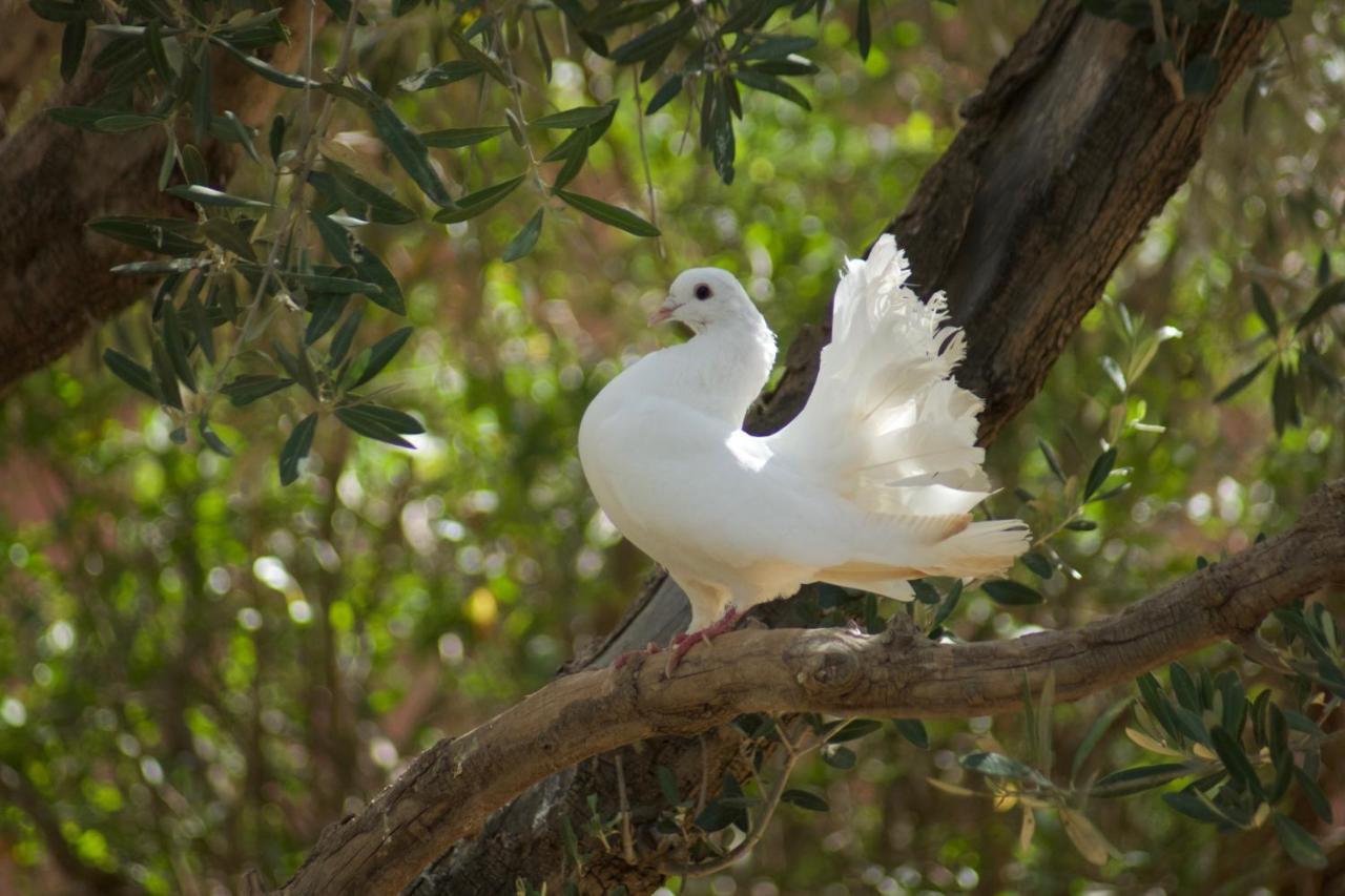 La Perle Aux Oiseaux Marrakech Marrakesh