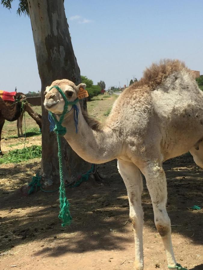 Le Marrakech Berrima Casa de férias Marraquexe