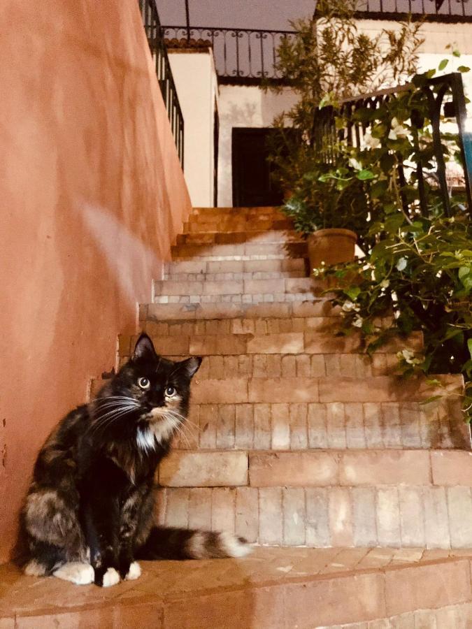 Rockech Riad *