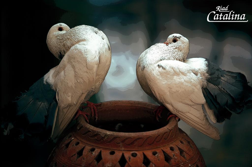 Riad Catalina