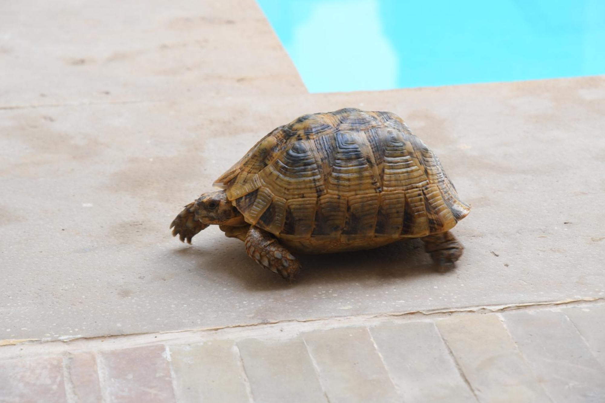 Berenssi Riad Marrakesh