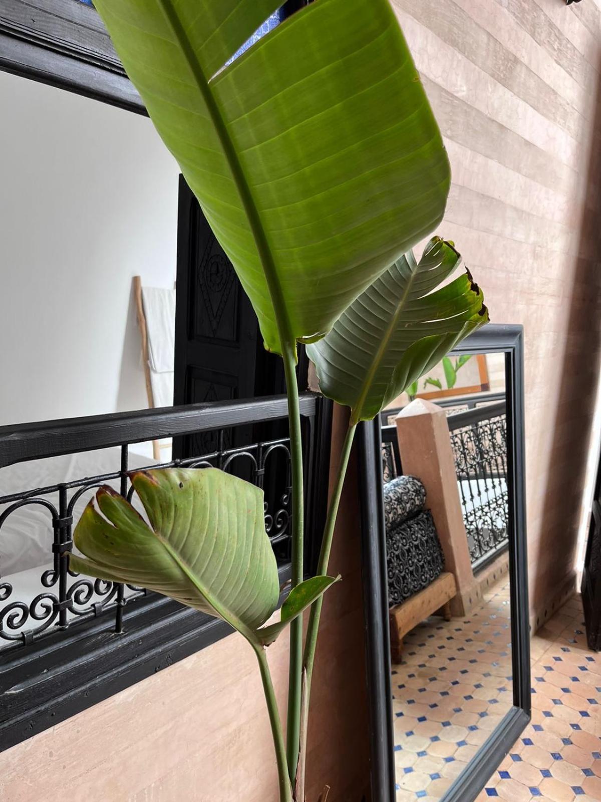 Riad Black Doors