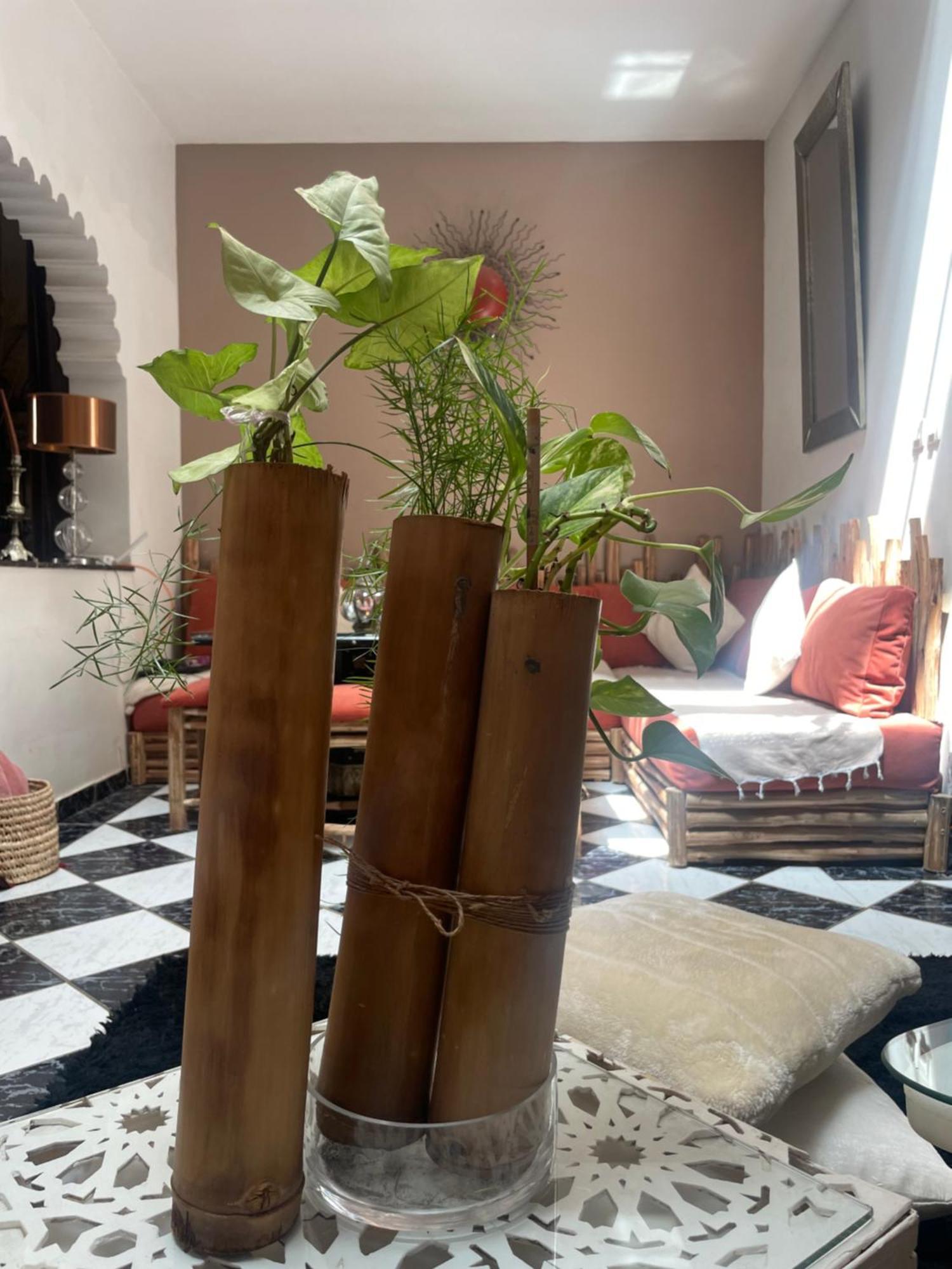 Homestay Palmier Fleuri