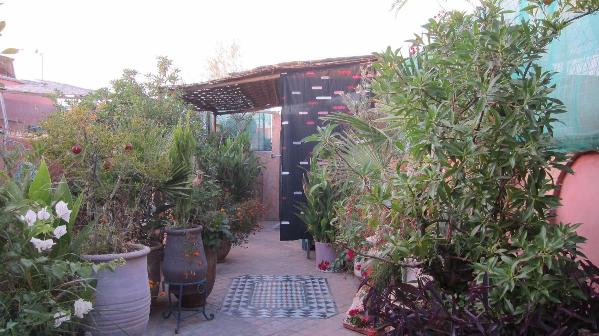 Maizie Marrakesh