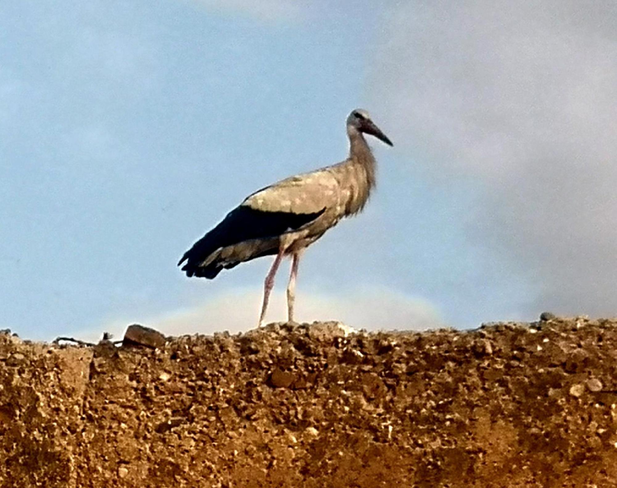 El Badii Twin Sdb Wc Privatifs Marrakesh