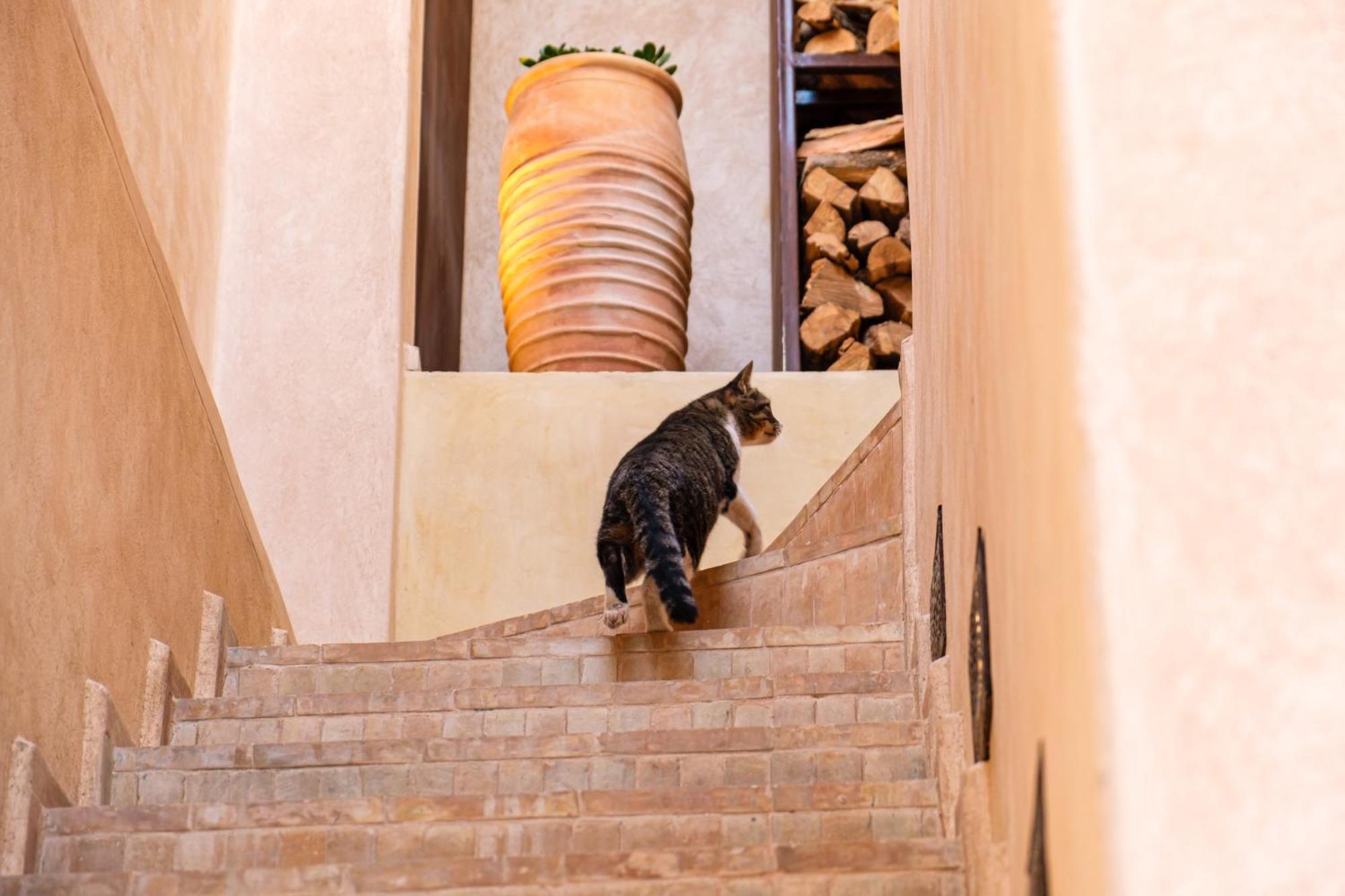 Riad Rare 29 Exclusif Swiming Pool And Breakfast