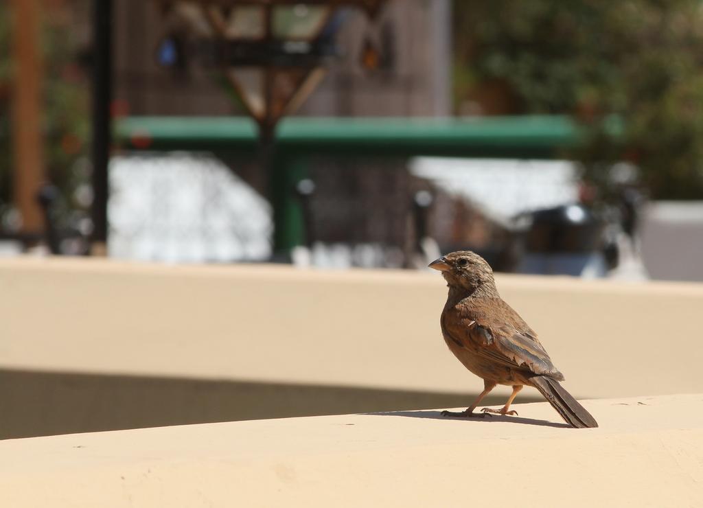 Karmela Marrakesh