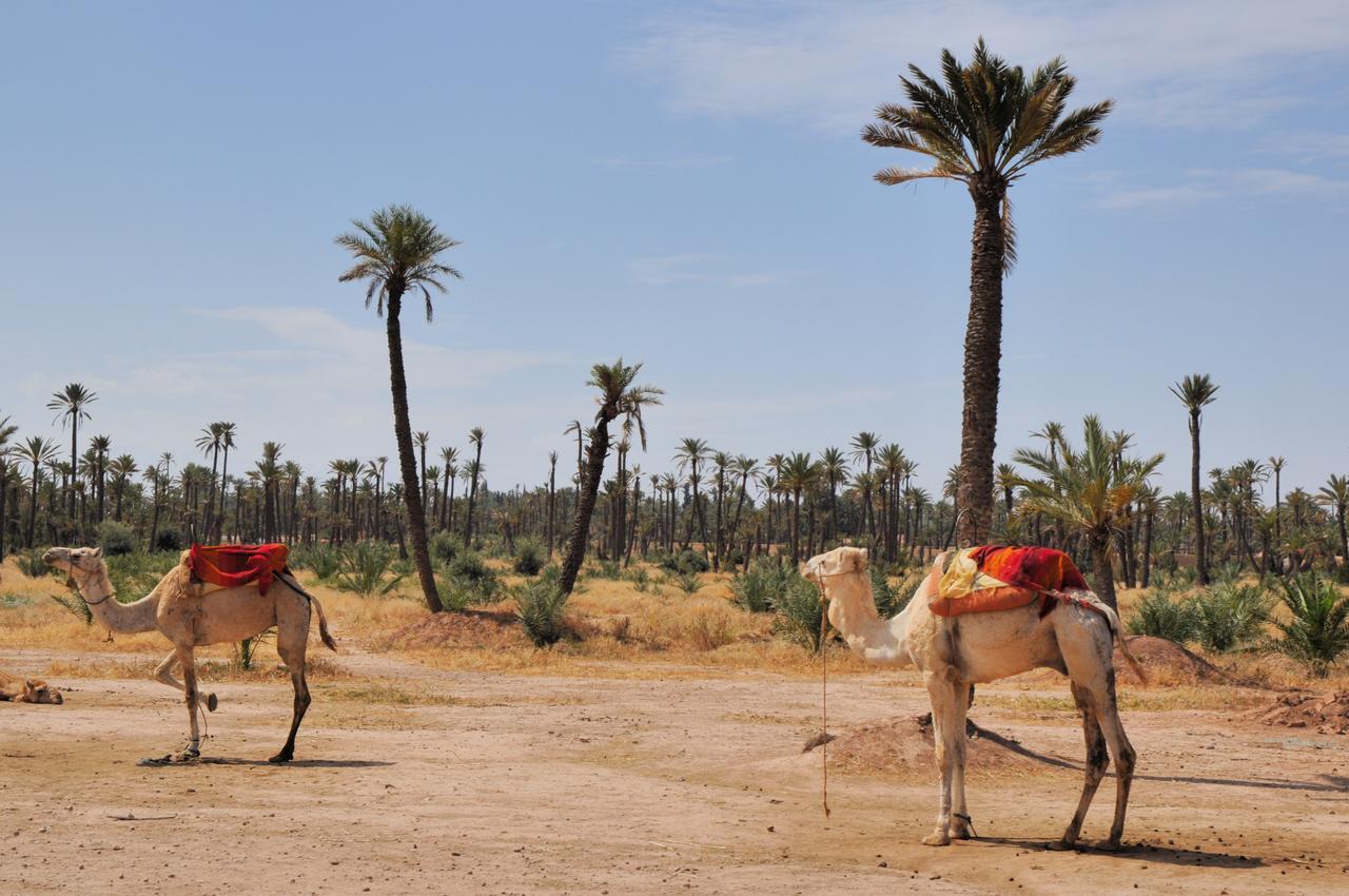 Dar 4* Marrakesh